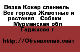 Вязка Кокер спаниель - Все города Животные и растения » Собаки   . Мурманская обл.,Гаджиево г.